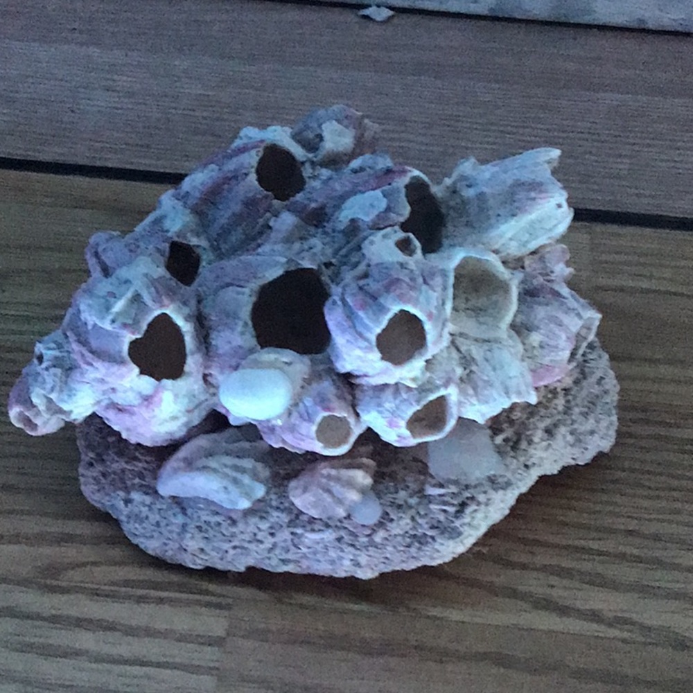 Lavender Coral off Southern Atlantic